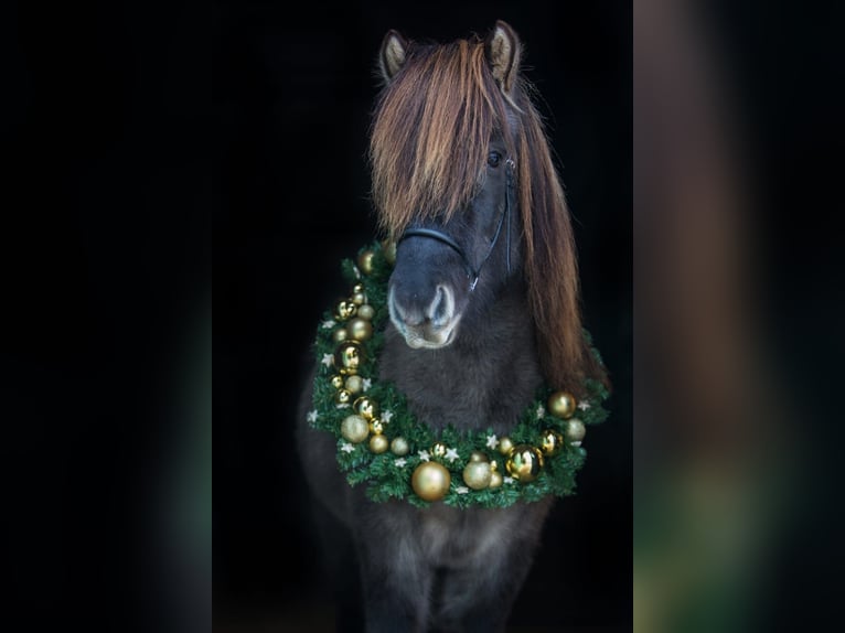 Pony Islandese Castrone 5 Anni 144 cm Falbo in Bobingen