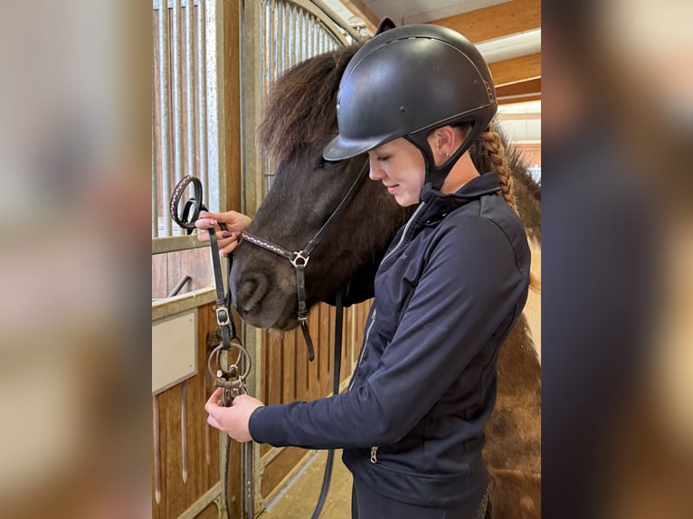 Pony Islandese Castrone 5 Anni 144 cm Pezzato in Achstetten