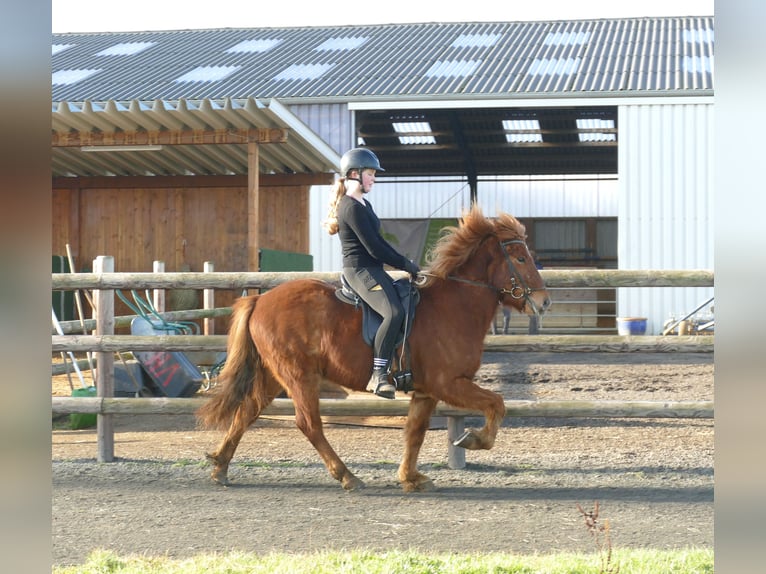 Pony Islandese Castrone 5 Anni 144 cm Sauro in Euskirchen