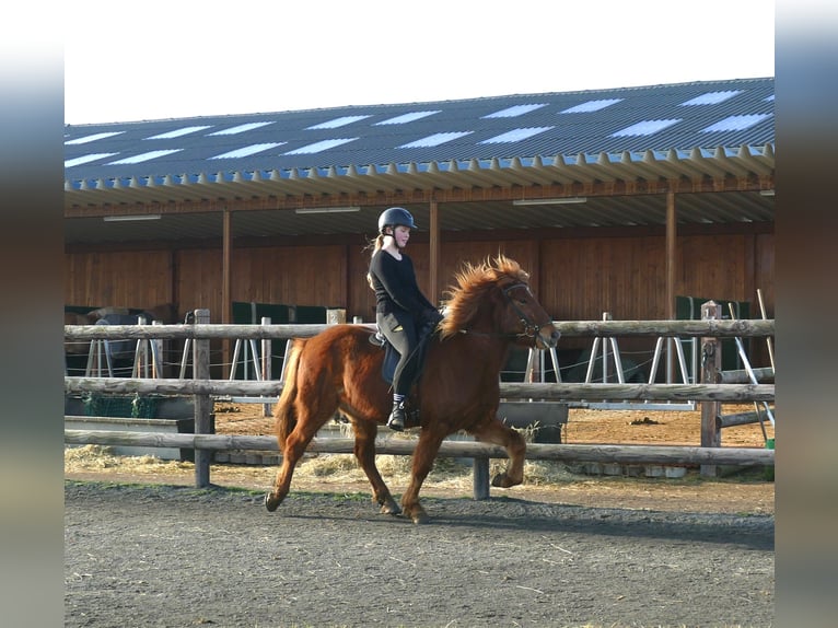 Pony Islandese Castrone 5 Anni 144 cm Sauro in Euskirchen