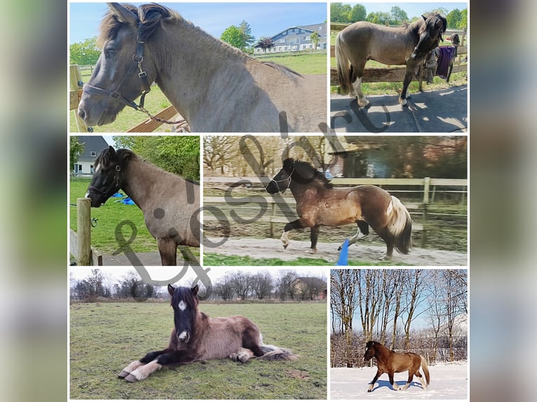 Pony Islandese Castrone 5 Anni 146 cm Falbo in H&#xF6;rup