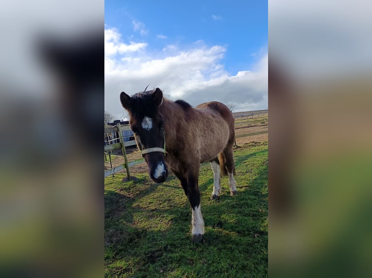 Pony Islandese Castrone 5 Anni 146 cm Falbo in H&#xF6;rup