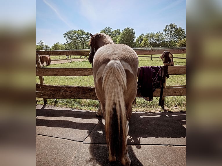 Pony Islandese Castrone 5 Anni 146 cm Falbo in Schafflund