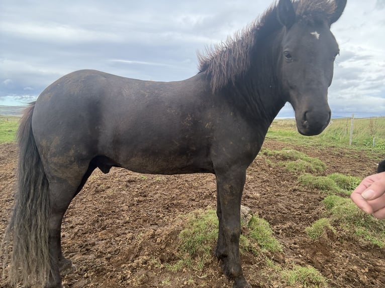 Pony Islandese Castrone 5 Anni 147 cm Baio in Selfoss