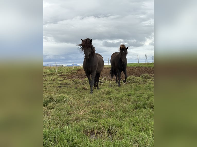 Pony Islandese Castrone 5 Anni 147 cm Baio in Selfoss
