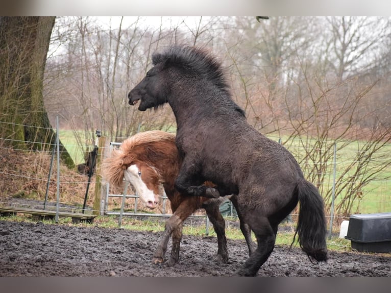 Pony Islandese Castrone 5 Anni 148 cm in Blunk