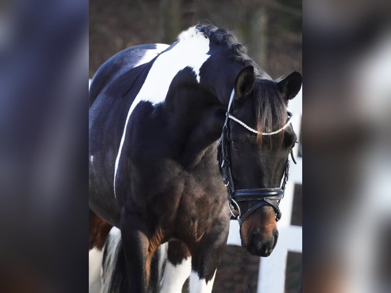 Pony Islandese Mix Castrone 5 Anni 150 cm Pezzato in Nettersheim