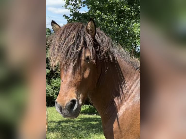 Pony Islandese Castrone 5 Anni Baio in Weistrach