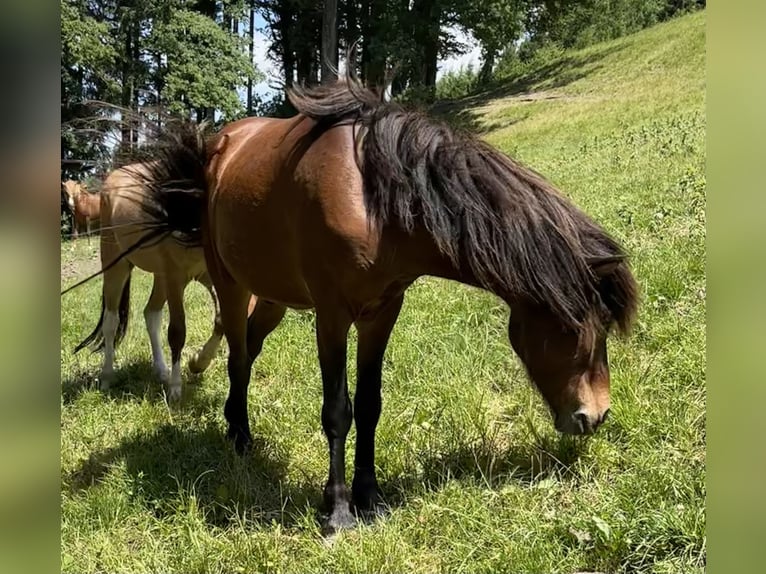 Pony Islandese Castrone 5 Anni Baio in Weistrach