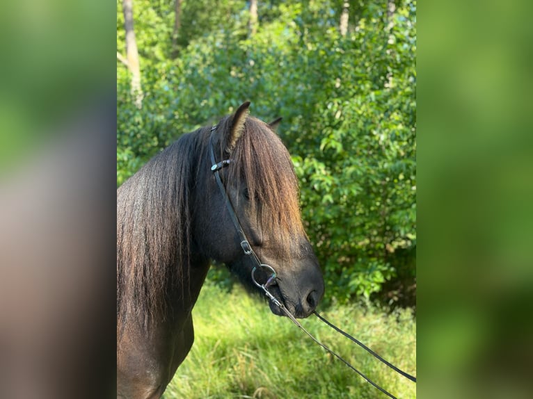 Pony Islandese Castrone 5 Anni Morello in Buchholz in der Nordheide