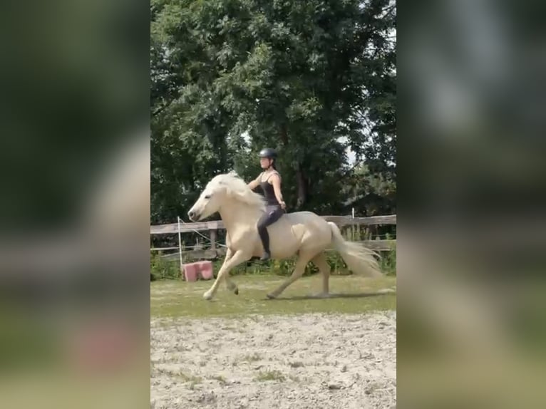 Pony Islandese Castrone 5 Anni Palomino in Kaufungen