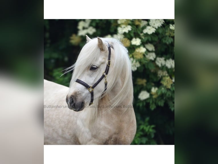 Pony Islandese Castrone 5 Anni Palomino in Kaufungen