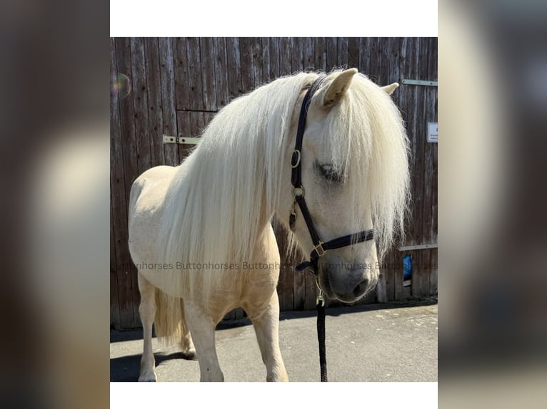 Pony Islandese Castrone 5 Anni Palomino in Kaufungen