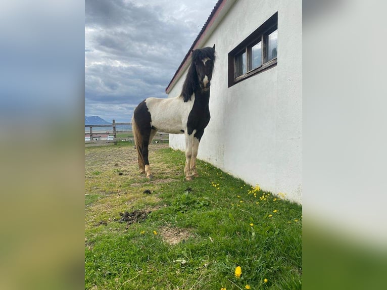 Pony Islandese Castrone 5 Anni Pezzato in Ettlingen