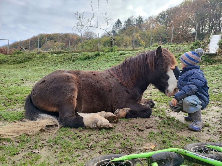 Pony Islandese Castrone 6 Anni 133 cm Baio in Witten