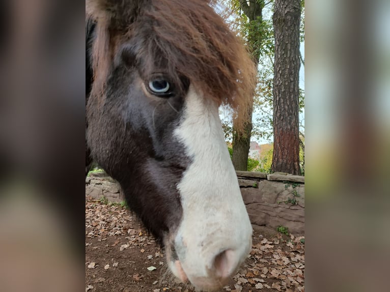 Pony Islandese Castrone 6 Anni 133 cm Baio in Witten