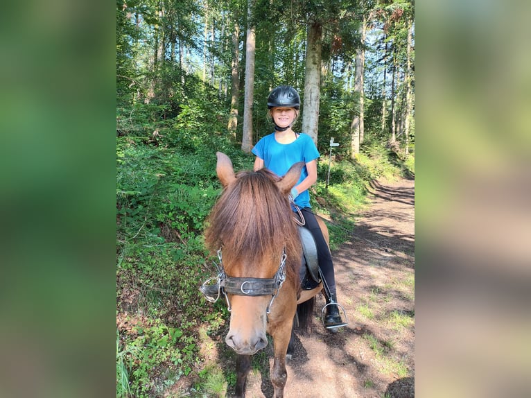 Pony Islandese Castrone 6 Anni 135 cm Baio in Haslach