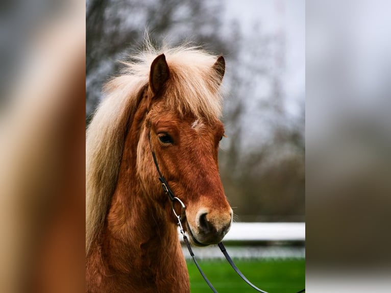 Pony Islandese Castrone 6 Anni 135 cm Falbo in Stapelfeld