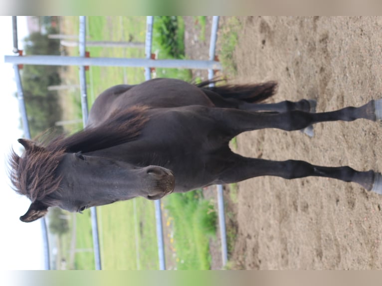Pony Islandese Castrone 6 Anni 135 cm Morello in Selfoss
