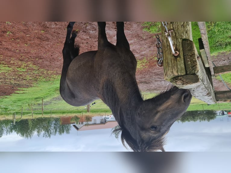 Pony Islandese Castrone 6 Anni 135 cm Morello in Selfoss