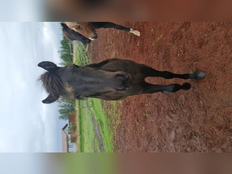 Pony Islandese Castrone 6 Anni 135 cm Morello in Selfoss