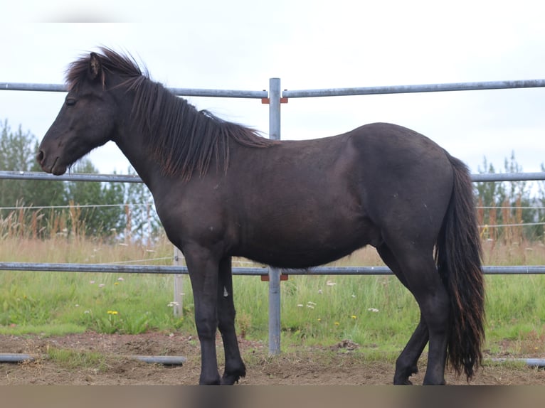 Pony Islandese Castrone 6 Anni 135 cm Morello in Selfoss