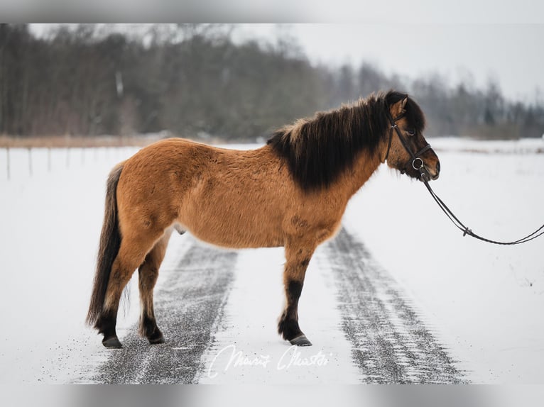 Pony Islandese Castrone 6 Anni 136 cm Pelle di daino in Kodasoo