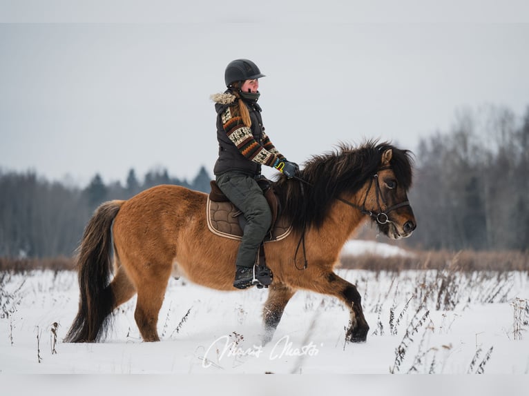 Pony Islandese Castrone 6 Anni 136 cm Pelle di daino in Kodasoo