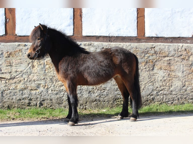 Pony Islandese Castrone 6 Anni 137 cm Baio in Bad Driburg