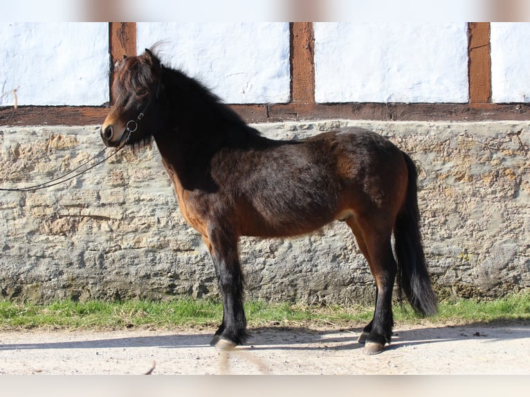 Pony Islandese Castrone 6 Anni 137 cm Baio in Bad Driburg