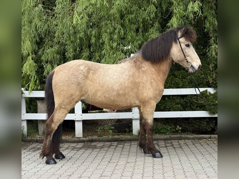 Pony Islandese Castrone 6 Anni 137 cm Pelle di daino in Lochen am See