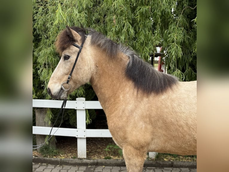 Pony Islandese Castrone 6 Anni 137 cm Pelle di daino in Lochen am See
