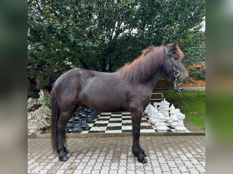 Pony Islandese Castrone 6 Anni 138 cm Morello in Lochen am See