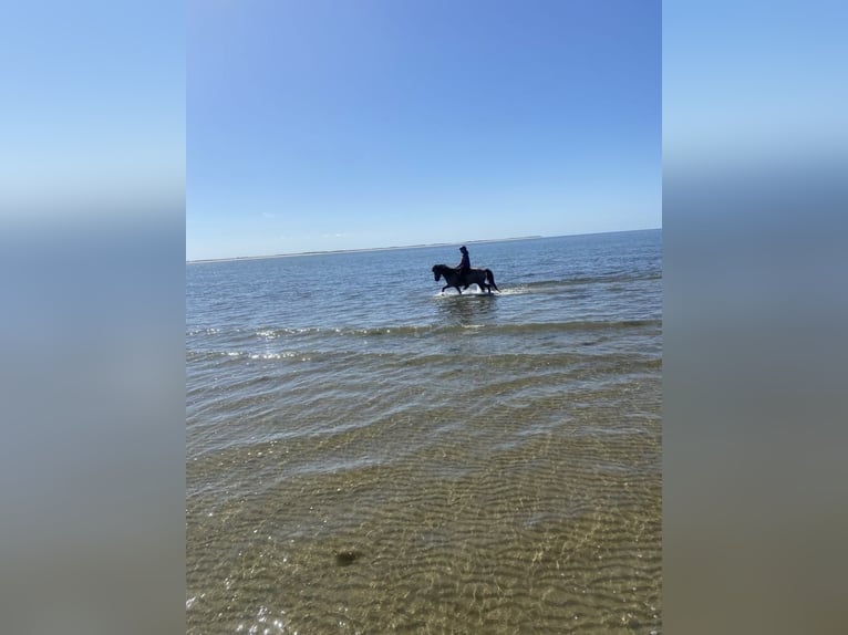 Pony Islandese Castrone 6 Anni 138 cm Pelle di daino in Agerskov