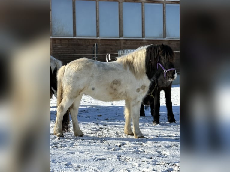Pony Islandese Castrone 6 Anni 138 cm Pezzato in Achstetten