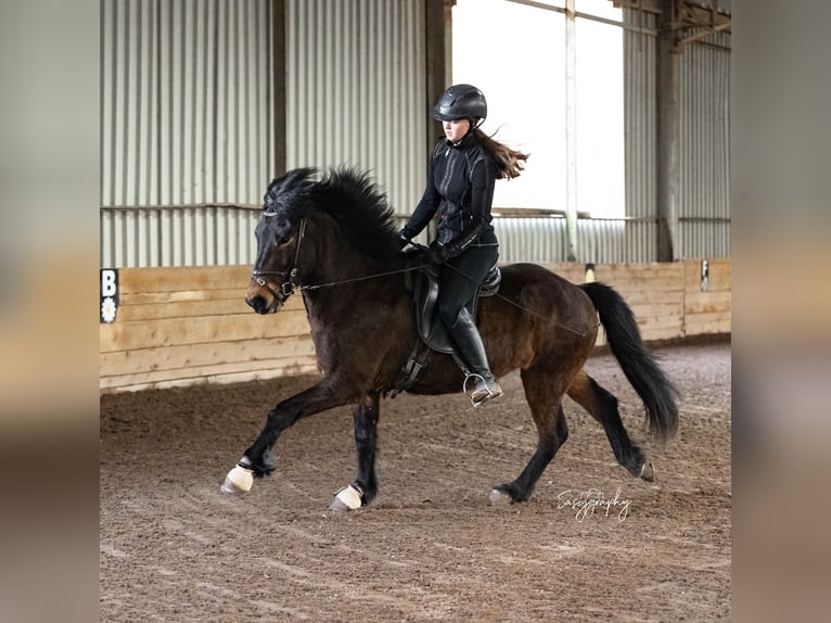 Pony Islandese Castrone 6 Anni 139 cm Baio in Walshausen