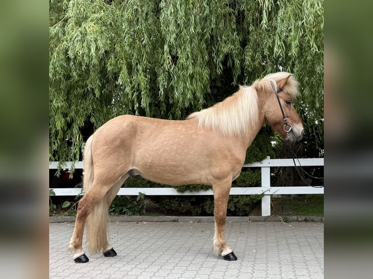 Pony Islandese Castrone 6 Anni 139 cm Falbo in Lochen am See
