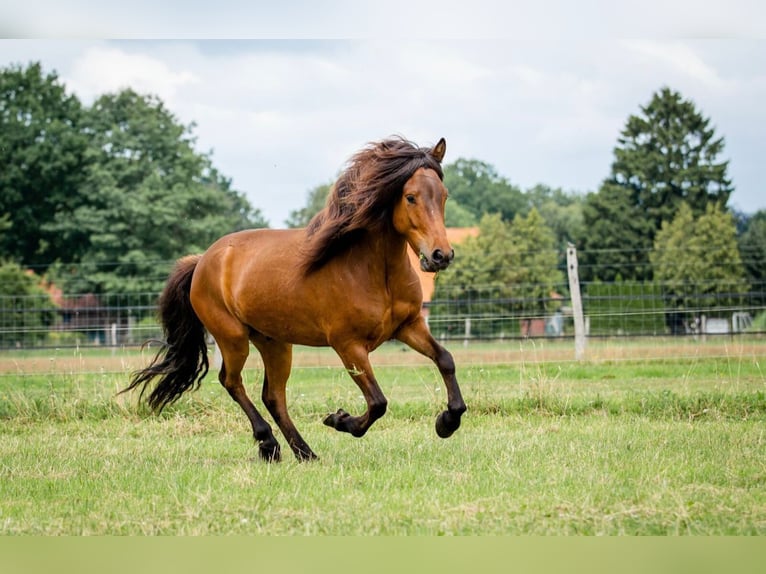 Pony Islandese Castrone 6 Anni 140 cm Baio in Egestorf-Sahrendorf