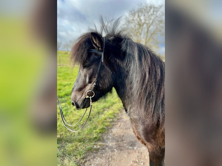 Pony Islandese Castrone 6 Anni 140 cm Morello in Horst