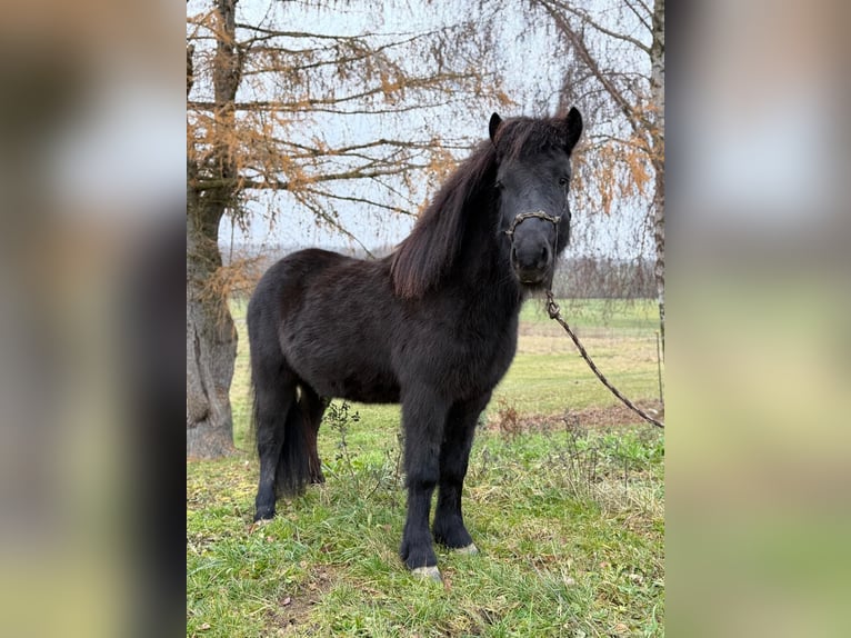 Pony Islandese Castrone 6 Anni 140 cm Morello in Achstetten