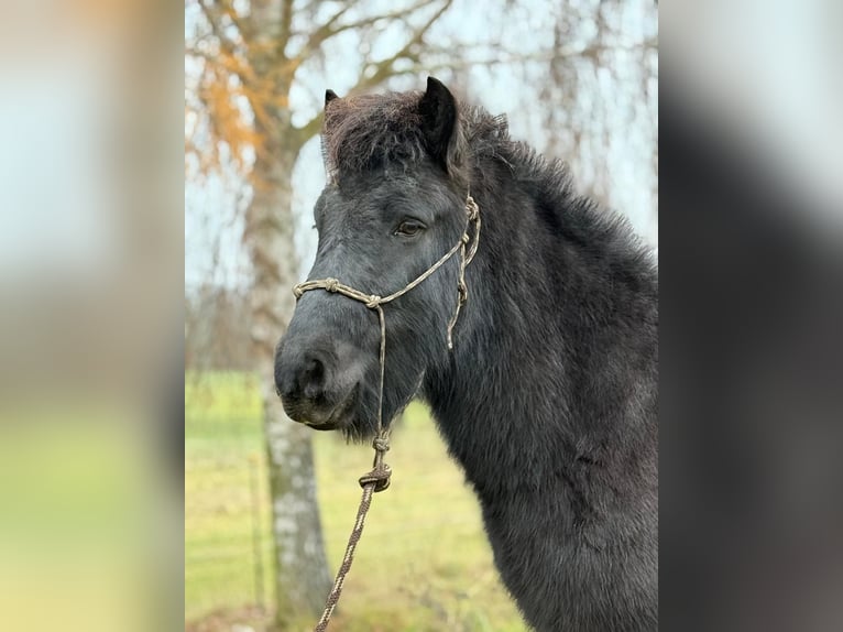 Pony Islandese Castrone 6 Anni 140 cm Morello in Achstetten