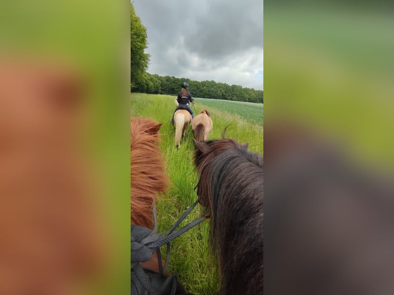 Pony Islandese Castrone 6 Anni 140 cm Palomino in Satrup