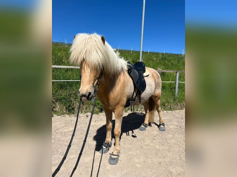Pony Islandese Castrone 6 Anni 140 cm Palomino in Satrup