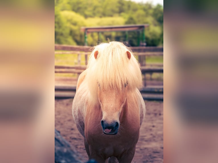 Pony Islandese Castrone 6 Anni 140 cm Palomino in Satrup