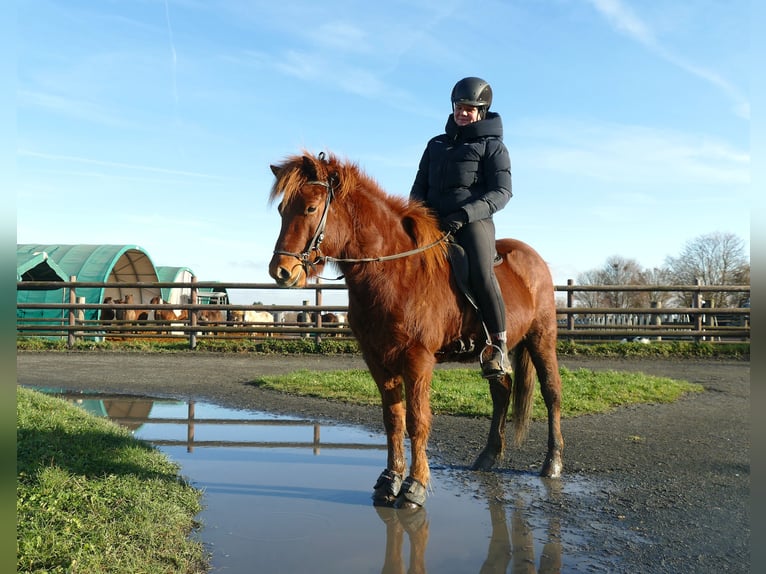 Pony Islandese Castrone 6 Anni 140 cm Sauro in Euskirchen