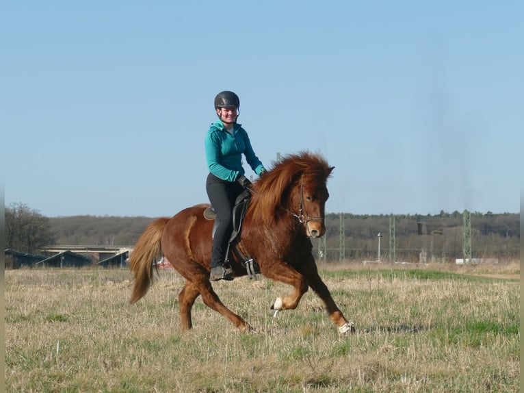Pony Islandese Castrone 6 Anni 140 cm Sauro in Euskirchen