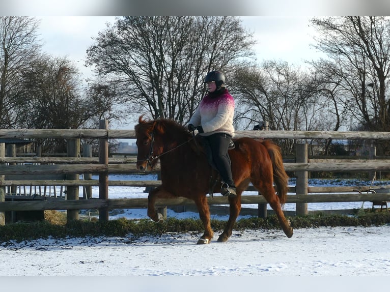 Pony Islandese Castrone 6 Anni 140 cm Sauro in Euskirchen
