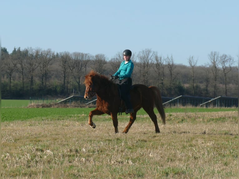 Pony Islandese Castrone 6 Anni 140 cm Sauro in Euskirchen