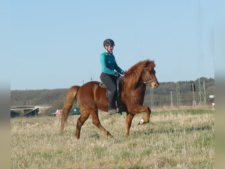 Pony Islandese Castrone 6 Anni 140 cm Sauro in Euskirchen