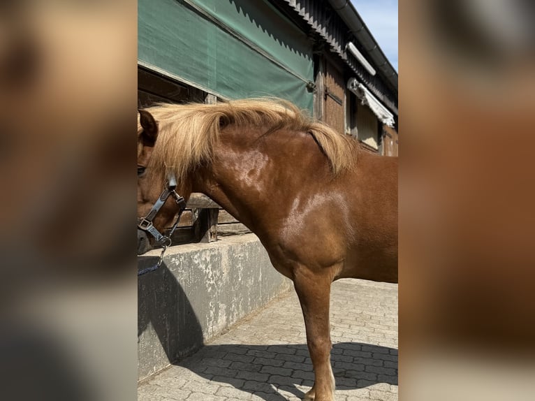 Pony Islandese Castrone 6 Anni 140 cm Sauro scuro in Kaufungen
